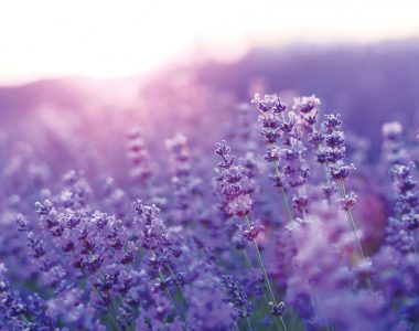 Lavanda Dreans